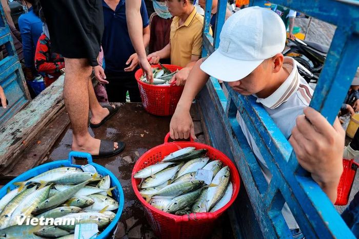 Việc tuân thủ các quy định về chống khai thác hải sản bất hợp pháp (IUU) cũng được ban quản lý cảng và ngư dân nghiêm túc thực hiện, hướng tới một nền thủy sản bền vững. (Ảnh: Hoài Nam/Vietnam+)