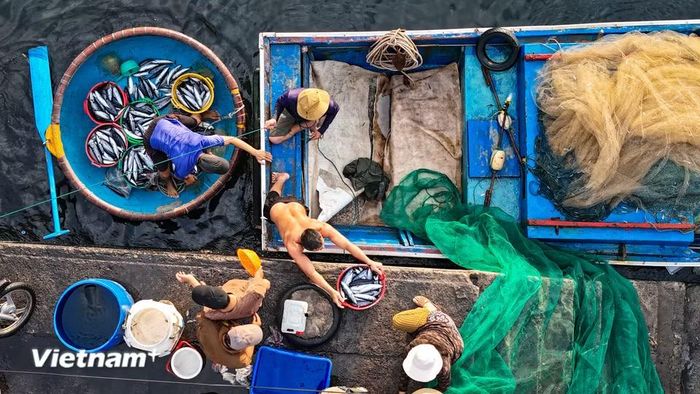 Bất kể ai đặt chân đến cảng cá đều thấy được sự hối hả quyện lẫn vị mặn mòi của biển cả. (Ảnh: Hoài Nam/Vietnam+)