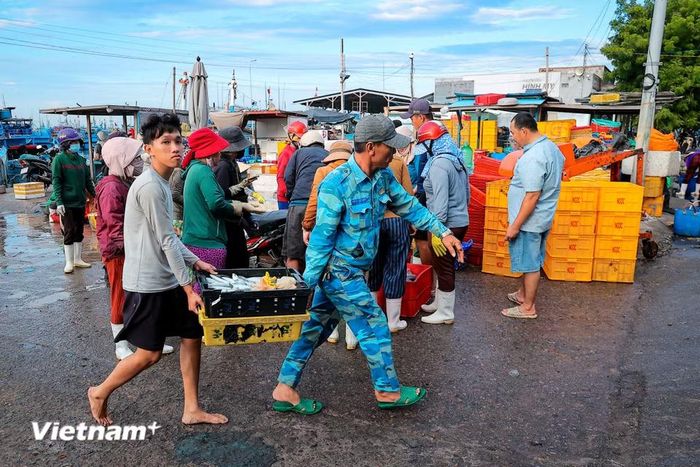 Đây cũng là nơi thu mua, phân phối thủy hải sản lớn, kết nối trực tiếp ngư dân với các thị trường tiêu thụ tại Thành phố Hồ Chí Minh, Lâm Đồng và các tỉnh lân cận. (Ảnh: Hoài Nam/Vietnam+)