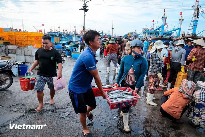 Nằm cách trung tâm thành phố Phan Rang - Tháp Chàm không xa, cảng cá Mỹ Tân không chỉ là trung tâm nghề cá quan trọng của tỉnh Ninh Thuận cũ nay là Khánh Hòa, mà còn là một bức tranh cuộc sống sống động, mang đậm hơi thở của biển cả quê hương. (Ảnh: Hoài Nam/Vietnam+)