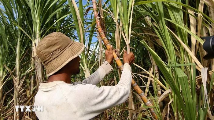 Nhiều tháng trời, người dân mòn mỏi chờ Công ty đến thu mua mía. (Ảnh: Sỹ Thắng/TTXVN)