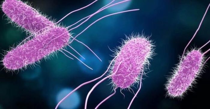 Hình ảnh vi khuẩn Salmonella. Ảnh: Internet