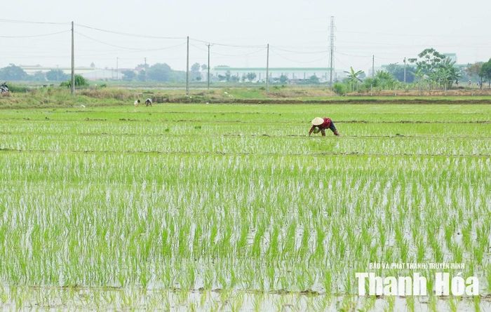 Người dân xã Triệu Sơn liên kết sản xuất với Công ty CP Đầu tư phát triển VinaGreen gieo cấy lúa thu mùa 2026 theo mô hình “Cánh đồng một giống”.