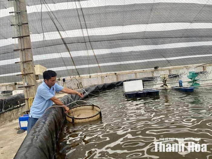 Diện tích nuôi tôm công nghệ cao của gia đình anh Nguyễn Danh Dương, xã Nga Sơn đạt doanh thu hàng chục tỷ đồng/năm.