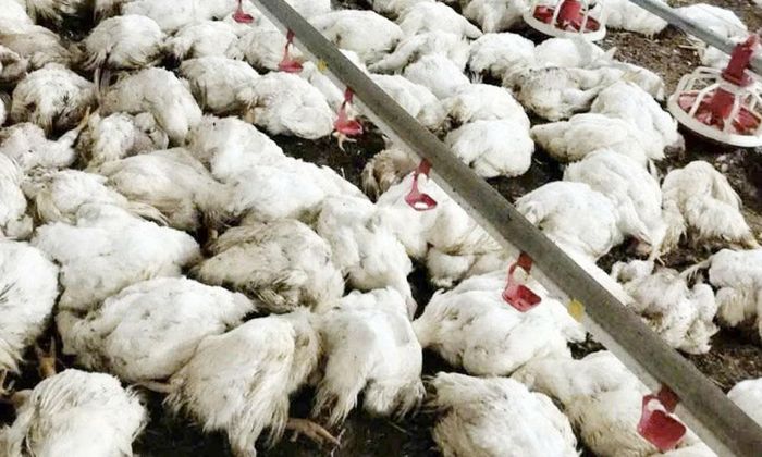 Hơn 20 nghìn con gà chuẩn bị xuất bán của gia đình bà Hoàng Thị Gái bị chết ngạt do mất điện.