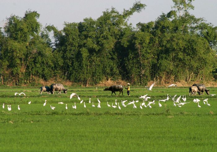 Những con đường làng.Ảnh: ÔNG VĂN SINH