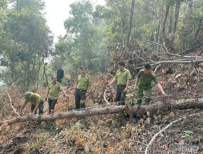 Lực lượng chức năng phối hợp kiểm tra xác minh vụ phá rừng tại tiểu khu 821, khoảnh 8, lô 12d, phường Mường Lay (giáp bản Nậm Pồ, xã Nậm Hàng, tỉnh Lai châu).