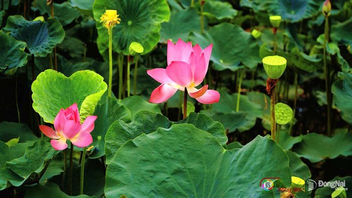Những bông sen bung nở xen lẫn đài sen và lá xanh, khoe trọn vẻ đẹp dưới nắng sớm. Ảnh: Thủy Tiên