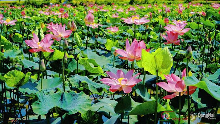 Những cánh sen hồng bung nở, tỏa hương dịu nhẹ giữa màu xanh của lá. Ảnh: Thủy Tiên