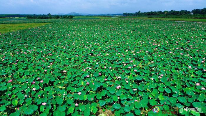 Từ trên cao, cánh đồng sen Phú Hòa hiện lên như một tấm thảm xanh được điểm xuyến sắc hồng của những bông sen đang vào mùa nở rộ. Ảnh: Thủy Tiên