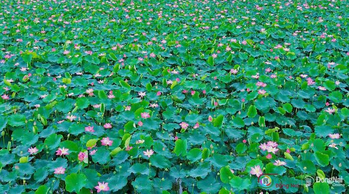 Mùa sen nở là thời điểm lý tưởng để khám phá vẻ đẹp đặc trưng của vùng quê Phú Hòa. Ảnh: Thủy Tiên