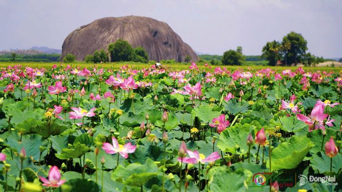 Đá chữ thập phía sau cánh đồng sen, tạo nên khung cảnh đặc trưng của vùng quê Phú Hòa. Ảnh: Thủy Tiên