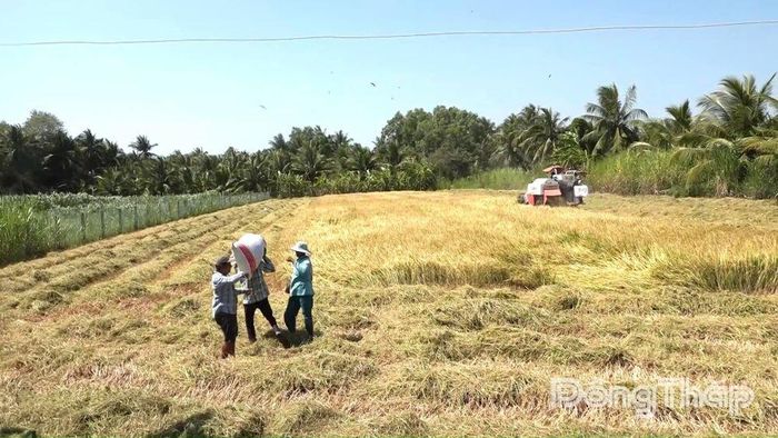 Nông dân thu hoạch vụ lúa đông xuân 2025 - 2026.