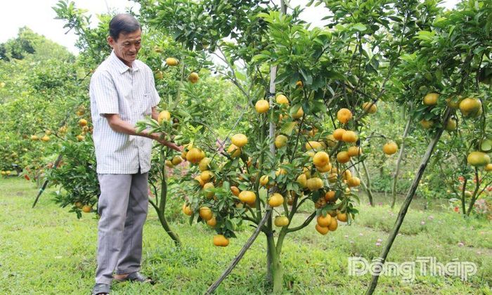 Nông dân xã Lai Vung tự hào với đặc sản quýt hồng quê nhà. Ảnh: PHAN KHÁNH