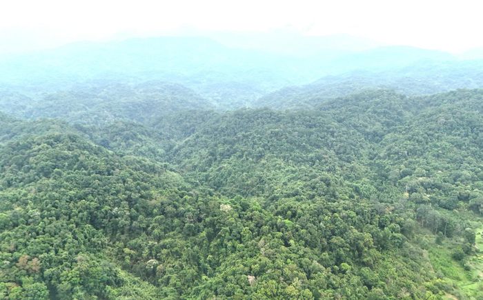 Hiện trạng một phần diện tích rừng do Ban Quản lý rừng phòng hộ Tánh Linh quản lý, bảo vệ (Ảnh: Duy Minh)