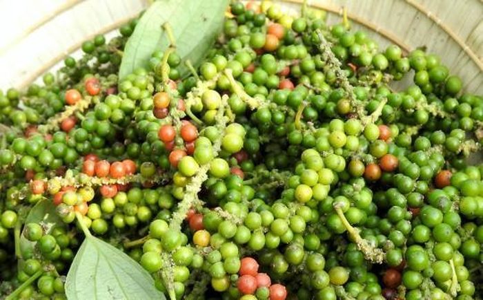 Giá tiêu hôm nay dao động từ 138.000 - 141.000 đồng/kg. Ảnh minh họa