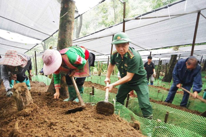 Không chỉ động viên tinh thần, Chỉ huy trưởng Ban Chỉ huy Bộ đội Biên phòng tỉnh Lai Châu còn trực tiếp cùng cán bộ, chiến sĩ và bà con đánh luống, trồng những cây sâm đầu tiên.