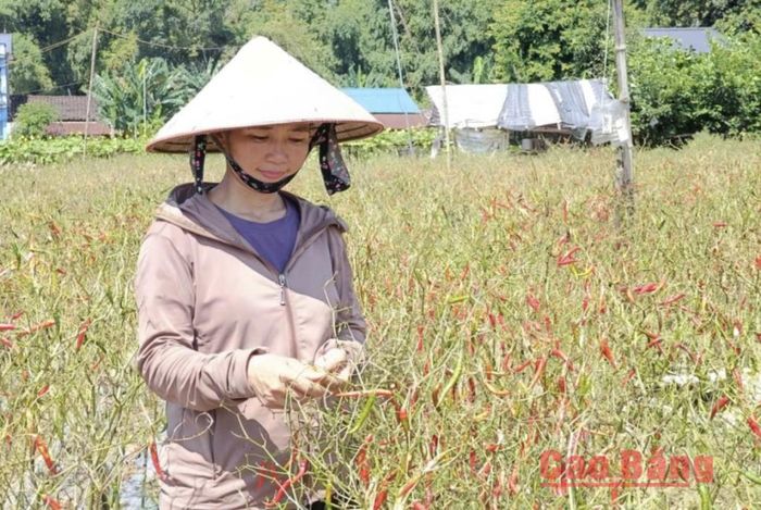 Chị Nông Thị Huệ, xóm Nà Tẻng bên ruộng ớt bị thiệt hại sau mưa lũ, nhiều quả chưa kịp thu hái có nguy cơ bị hư hỏng