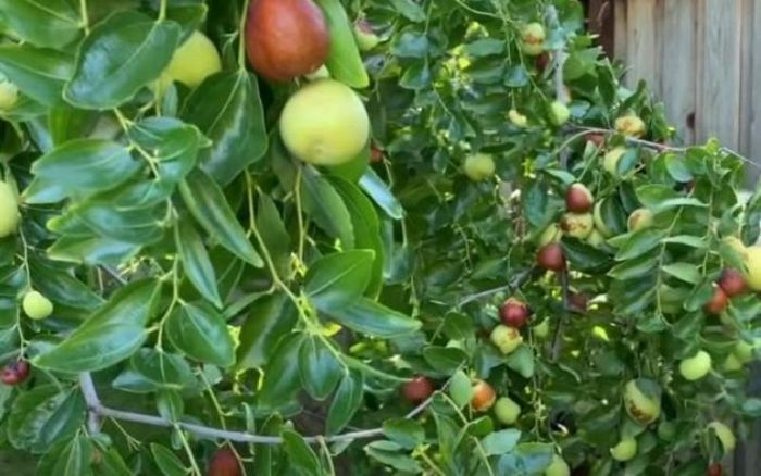 Trước trồng táo mang ý nghĩa đón lộc và sinh khí. Ảnh minh họa.