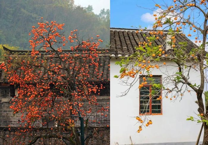 Tây trồng hồng mang ý nghĩa viên mãn và thu hoạch. Ảnh minh họa.