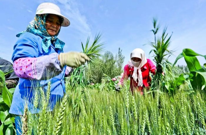 Tháng 6 âm lịch thường trùng với thời điểm người làm nông bận rộn. Ảnh minh họa: Xinhua News Agency/ Getty Images.