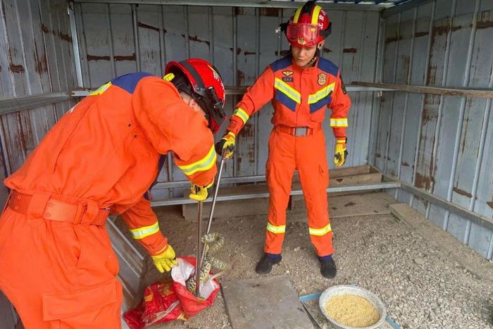  Những vụ rắn sổng chuồng, đến các khu dân cư từng gây lo ngại về mức độ an toàn của ngành nghề nuôi rắn. Ảnh: SCMP. 