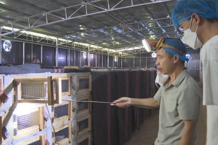 Cơ sở nhân giống rắn hổ mang tiêu chuẩn ở quận Napo, Quảng Tây, Trung Quốc. Ảnh: The Paper.