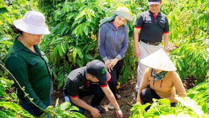 Cán bộ kỹ thuật NESCAFÉ Plan hướng dẫn nông dân thực hành cải tạo đất tại vườn cà-phê - một trong ba nhóm thực hành cốt lõi của mô hình nông nghiệp tái sinh.