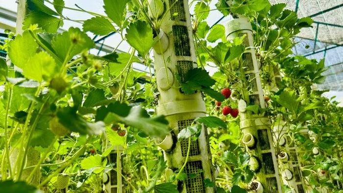 Trồng cây bằng đá tại trang trại thẳng đứng - Mô hình nông nghiệp xanh, bền vững.