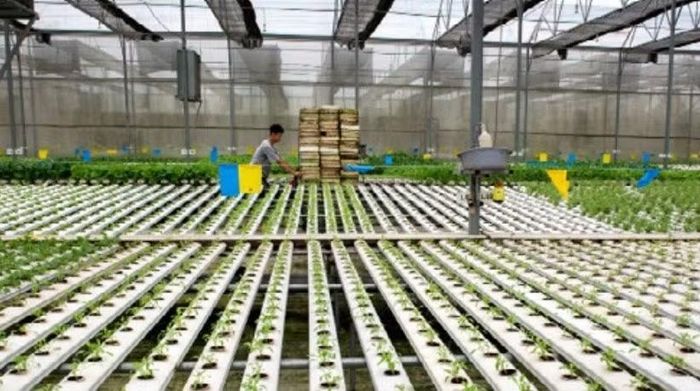 Hướng tới nền nông nghiệp carbon thấp là chìa khóa để Việt Nam khẳng định vị thế trong nền kinh tế xanh toàn cầu. (Ảnh: NGUYỄN THỊ THÚY HẰNG)