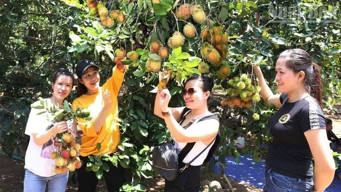 Du khách trải nghiệm việc tự tay hái quả chôm chôm chín tại các vườn trồng của nông dân xã Lâm Sơn, tỉnh Khánh Hòa. (Ảnh: NGUYỄN TRUNG)