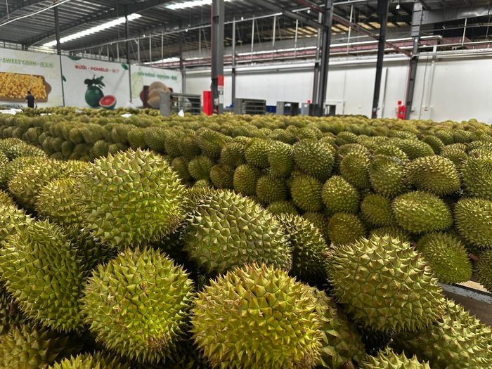  Đẩy mạnh công tác cấp mã số vùng trồng để xuất khẩu sầu riêng. Ảnh: Bộ Nông nghiệp và Môi trường cung cấp 