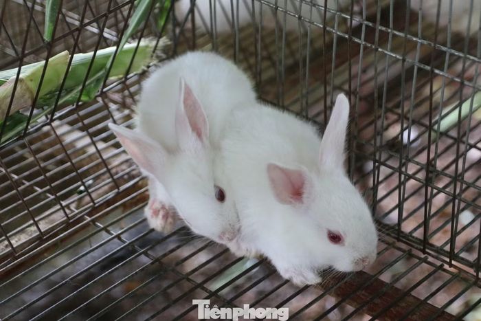 Những chú thỏ trắng được nuôi trong hệ thống chuồng trại thông thoáng, sạch sẽ.
