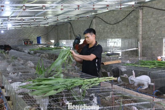 Đàn thỏ được nuôi theo quy trình bài bản, tận dụng nguồn thức ăn xanh từ vùng đồi Thiên Nhẫn.