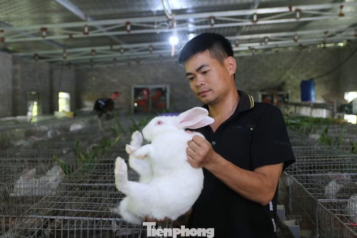 Sau hơn 10 năm làm việc tại Nhật Bản, anh Võ Quốc Tuấn trở về quê hương khởi nghiệp với mô hình nuôi thỏ.