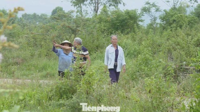Không thể đưa nước vào đồng, nhiều hộ dân đành bỏ ruộng, để cỏ dại phủ kín.