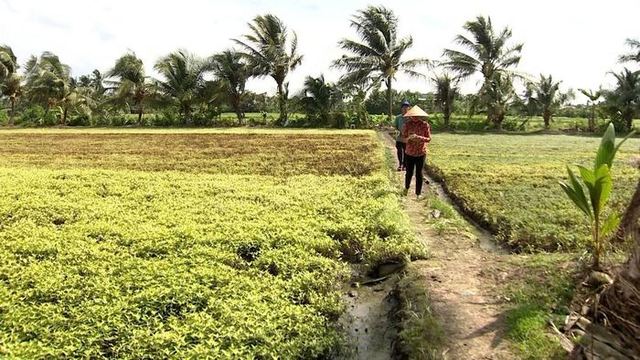 Hoa màu của người dân tại xã Long Hưng, tỉnh Đồng Tháp bị hư hỏng.