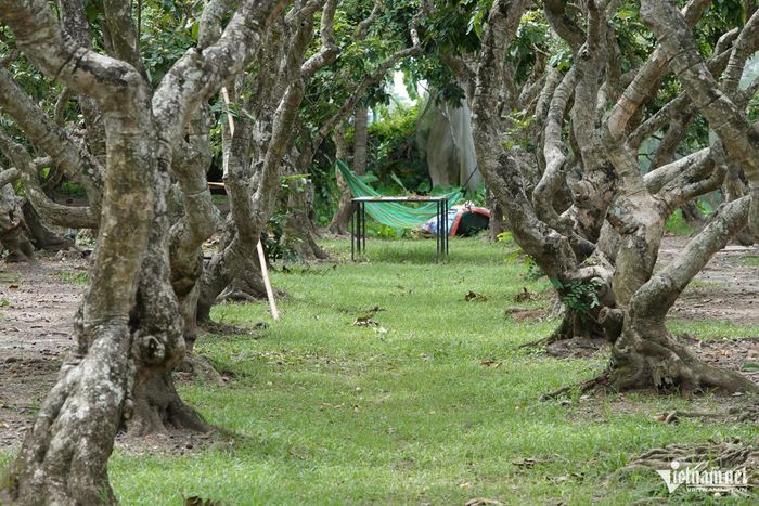 Hàng trăm gốc nhãn hơn 50 năm tuổi giao tán vào nhau, tạo nên không gian xanh mát rượi cho du khách đi dạo trải nghiệm