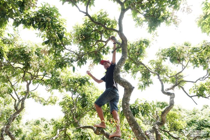 Anh Hiếu trèo hái nhãn cho du khách thưởng thức