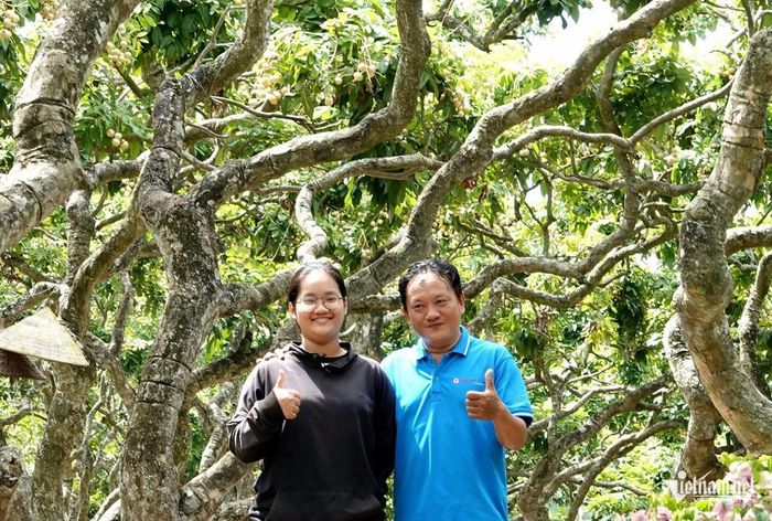 Nhiều gốc nhãn tự xoắn cuộn, uốn lượn như dáng rồng bay, khiến du khách thích thú chụp ảnh check-in