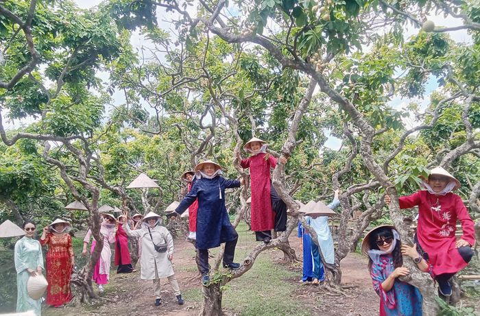 Du khách chụp hình trong vườn nhãn của anh Hiếu. Ảnh: NVCC
