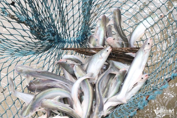 Sau 10-12 tháng nuôi, cá xanh kỳ đạt trọng lượng 150-200 gram/con và được bán với giá 150.000-170.000 đồng/kg
