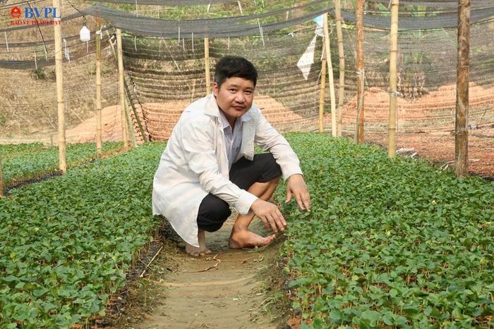  Những cây cà phê đang được ươm mầm trên đất rừng Thiên Phủ.