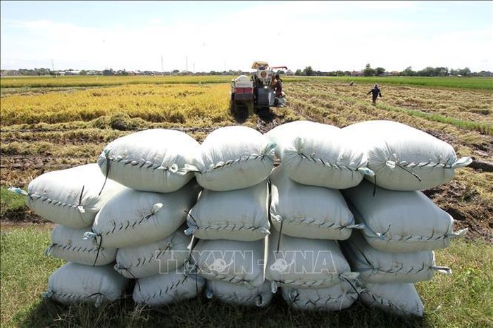 Những bao thóc được thu hoạch trên cánh đồng ở Trung Java, Indonesia. Ảnh: THX/TTXVN