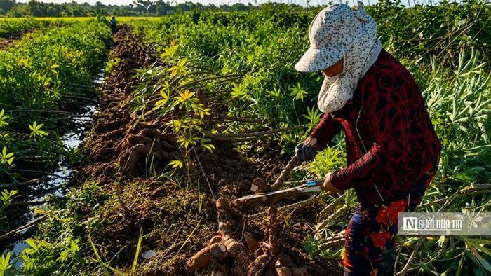 Mùa thu hoạch khoai mì không chỉ mang lại nguồn thu nhập cho người trồng mà còn tạo việc làm thời vụ cho nhiều lao động địa phương. Chị Lê Thị Hồng (lao động thời vụ) chia sẻ: "Đến mùa khoai, tôi tranh thủ đi làm mỗi ngày để kiếm thêm thu nhập. Công việc khá vất vả nhưng nếu chịu khó thì cũng có tiền trang trải cuộc sống và lo cho con cái."