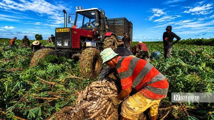 Khoai mì sau khi thu hoạch được tập kết và đưa thẳng lên xe công nông. Từ đây, sẽ vận chuyển sẽ đưa nông sản đến các nhà máy thu mua.