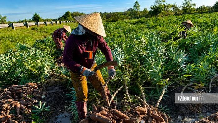Nười dân nhanh tay gom từng củ khoai, cắt bỏ thân, phủi sạch lớp đất bám rồi phân loại ngay tại ruộng để thuận tiện cho việc vận chuyển.