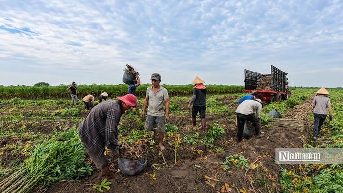 Ông Nguyễn Thành Trung (hộ trồng khoai mì tại xã Hảo Đước) cho biết, vụ thu hoạch năm nay diễn ra khá thuận lợi, năng suất đạt kỳ vọng. Hiện khoai mì có hàm lượng tinh bột khoảng 30% được thương lái thu mua với giá 4.100–4.200 đồng/kg.