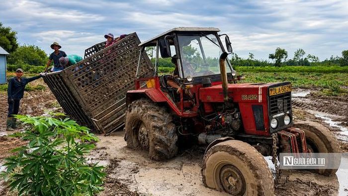 Đường ruộng lầy lội sau mưa khiến nhiều xe công nông chở khoai mì bị mắc kẹt. Anh Hòa (tài xế xe công nông) cho biết: "Mưa xuống là đường trơn, xe chở nặng rất dễ lún bánh. Có hôm cả chục người phải cùng nhau đẩy hoặc dùng máy kéo hỗ trợ mới đưa được xe ra khỏi ruộng”.