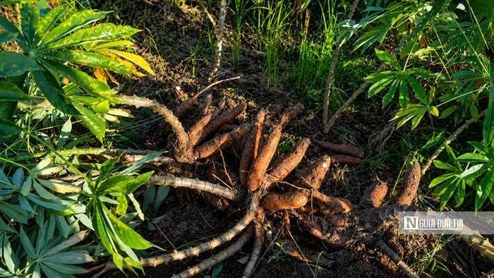 Sau gần 8 tháng chăm sóc, từng hàng khoai mì được người dân lật khỏi lớp đất. Những củ khoai mì hiện ra, mang theo niềm hy vọng về một vụ mùa bội thu.